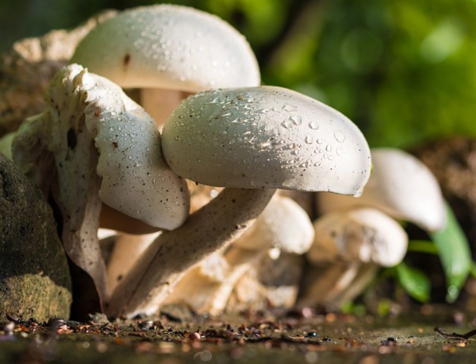 Pioggia: perché fa crescere i funghi? Scienza e miti a confronto